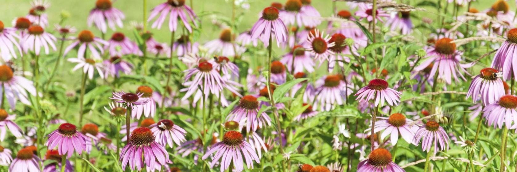 Garten der Toleranz